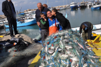 بالفيديو: اصطياد 2 طن ونصف من أسماك الدنيس على شاطئ بحر مدينة يافا 